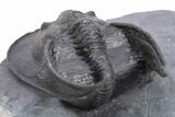 Gorgeous Scotoharpes Trilobite - Boudib, Morocco #359166-4